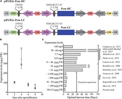 Functional Characterization of Pembrolizumab Produced in Nicotiana benthamiana Using a Rapid Transient Expression System